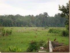 Sawah Terlantar di Kuamang VII Koto 6